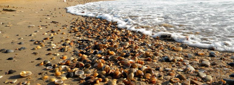 Пляж Каспийского моря