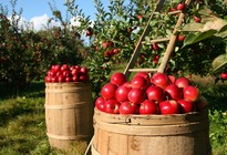 свои яблоки, агротуризм в России