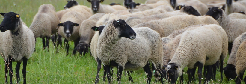 романовская порода овец