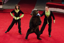 медведь, танец, цирк